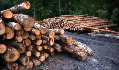 Хабаровская таможня возбудила пять дел о контрабанде леса в Китай