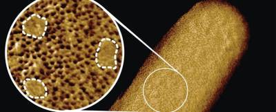 Получены самые подробные изображения живых бактерий крупным планом
