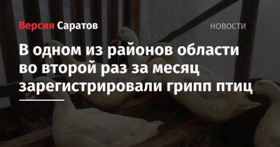 Россельхознадзор: в одном из районов региона во второй раз за месяц зарегистрировали грипп птиц