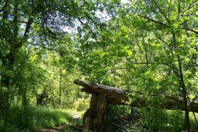В Пензенской области возбудили уголовное дело после смерти мужчины от упавшего дерева