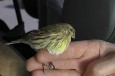 В Пензе нашли новый для региона вид птиц