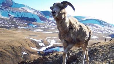 Не мясная лавка: В соцсетях затравили столичную охотницу на козерогов на Алтае