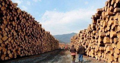 Пресечена контрабанда леса в Китай на 3,2 млрд рублей. Возбуждено пять уголовных дел