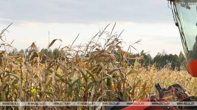Минская область наращивает сбор кукурузы на зерно и укрепляет сушильный комплекс