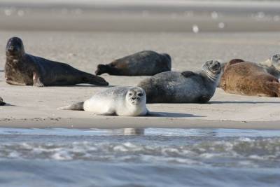 В Астраханской области на тюленей прикрепят спутниковые трекеры