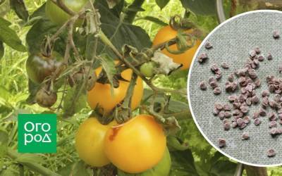 Можно ли собирать семена томатов с кустов, которые болели фитофторозом