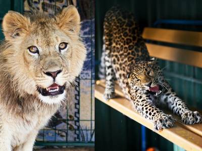 Спасенные Кареном Даллакяном лев Симба и леопард Ева полетели домой в Танзанию