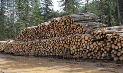 Из Хабаровского края в Китай незаконно вывезли лесоматериалы на 3,2 млрд рублей