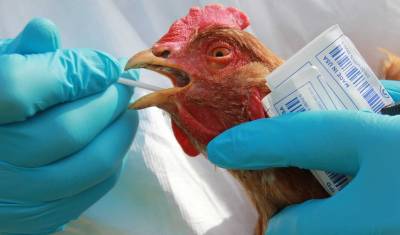 На территории Ижевска введен карантин в связи со вспышкой птичьего гриппа