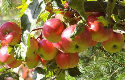 T.B. Fruit планирует переработать полмиллиона тонн яблок