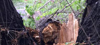 В Петрозаводске снесут еще 150 аварийных деревьев