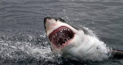 Не отличают человека от тюленя: голодные белые акулы не слишком разборчивы в еде, — исследование