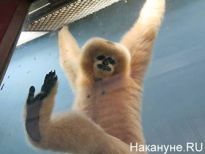 В новый пермский зоопарк животные переедут в сентябре 2022 года