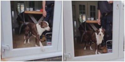 Пёс забавно пытается пройти сквозь дверь без стекла