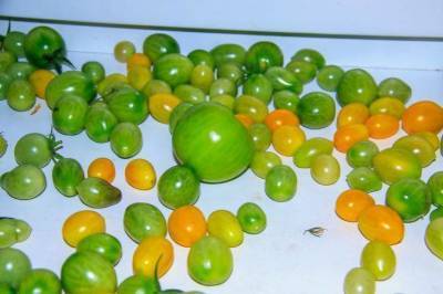 Быстрый способ, чтобы зелёные помидоры дозрели: зря хозяйки кладут их на подоконник
