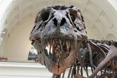 Выборгская таможня задержала груз зубов динозавров