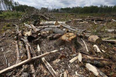 Офицеры ВСУ покрывали незаконную вырубку леса в оккупированной Киевом части ЛНР