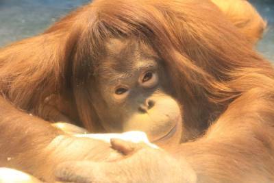 В зоопарке Ижевска отметит 25-летние орангутан Лола