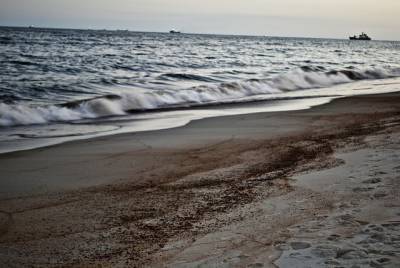 В Британии на пляжах обнаружили тысячи погибших морских обитателей и мира