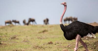 Ученые представили топ-10 самых крупных птиц в мире (фото)