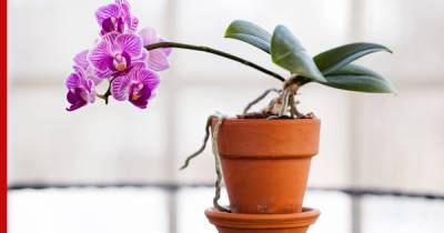 Как вырастить орхидею из семян: секреты и особенности