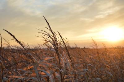Зерновые из Украины продолжают расти и не думают снижаться
