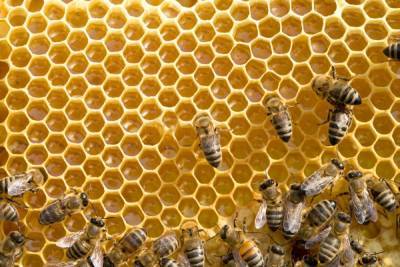 Владельцы пчел (пасек) должны соблюдать ветеринарное законодательство при их содержании