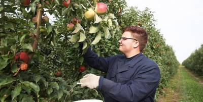 Сладкие плоды труда. На Гродненщине получен хороший урожай яблок - grodnonews.by - Белоруссия