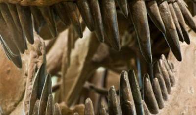 Из РФ в Финляндию пытались неаконно вывезти зубы динозавра