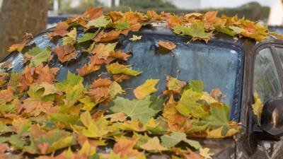 Почему опавшая листва опасна для вашей машины?