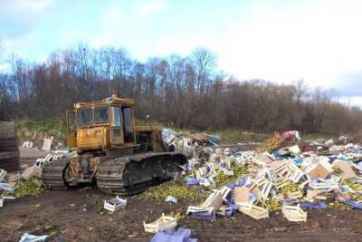Почти 20 тонн бельгийских груш уничтожили в Псковской области