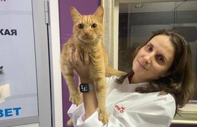 Рыжий кот Куар станет смотрителем музея в Твери