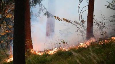 Более 300 пожарных задействованы в тушении крупного лесного пожара в Австрии