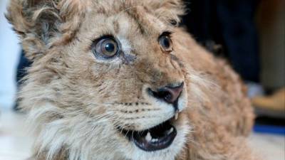 Самолет со львом Симбой и Леопардом Евой приземлился в аэропорту Танзании Читай