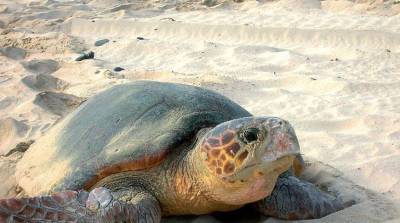На пляже в Мексике обнаружили несколько сотен мертвых черепах