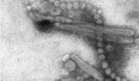 Из-за пандемии COVID-19 вымер один из основных штаммов гриппа, &#8211; ученые