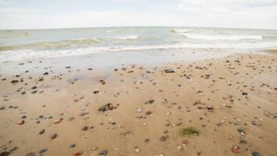 На юге Мексики сотни мертвых черепах выбросило на берег