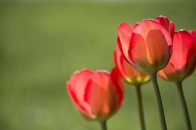 В Курске продолжают высаживать 26 тысяч тюльпанов и 17 тысяч крокусов