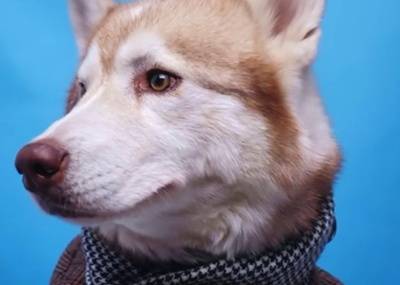 В Екатеринбурге сняли трогательный ролик про собак, чтобы помочь приюту