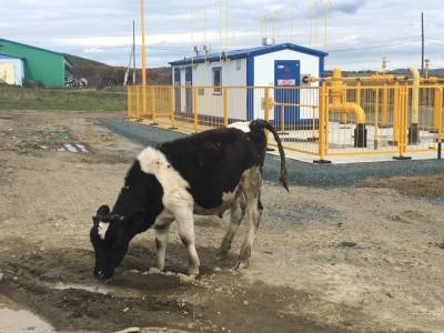 Безнадзорный выгул и "лепешки" — жители корсаковских сел устали от коров