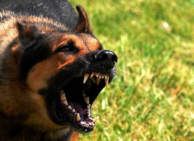 Прокуратура заинтересовалась информацией о нападении собак в Южно-Сахалинске