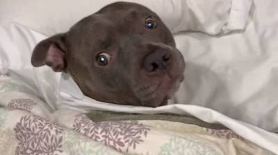 Уже вставать? Пес в кровати и под одеялом рассмешил YouTube (Видео)