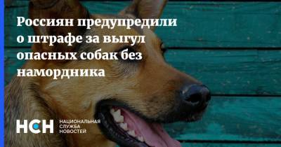 Россиян предупредили о штрафе за выгул опасных собак без намордника