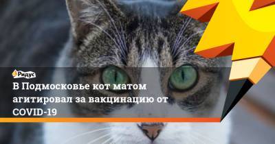 В Подмосковье кот матом агитировал за вакцинацию от COVID-19