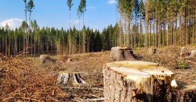 В Волынской области напали на журналистов за попытку снять сюжет о вырубке леса (видео)