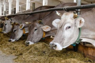 88 млн рублей поступят смоленским аграриям, чтобы сохранить поголовье молочных коров