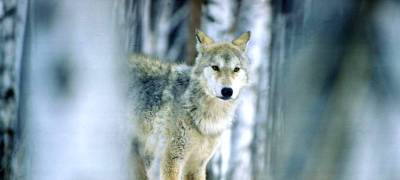 Умные волки убегают от охотников на территорию заповедника на севере Карелии