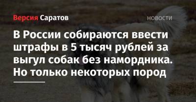 В России собираются ввести штрафы в 5 тысяч рублей за выгул собак без намордника. Но только некоторых пород