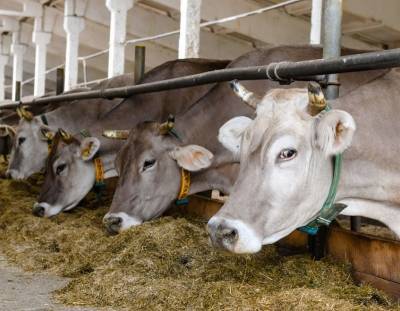 Смоленским производителям молока выделят более 88 млн рублей в качестве господдержки
