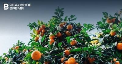 В Турции объяснили приостановку ввоза мандаринов в Россию